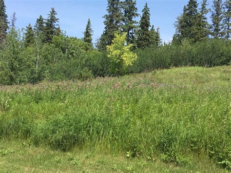 Opinion Letting Weeds Take Over Parks Isnt Way To Natural Grassland