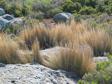 Austrostipa Stipoides Prickly Spear Grass Australian Native Garden