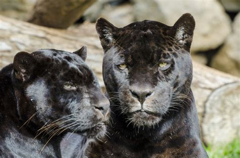 Pair Of Black Jaguars Jaguar Animal Black Jaguar Panther Leopard