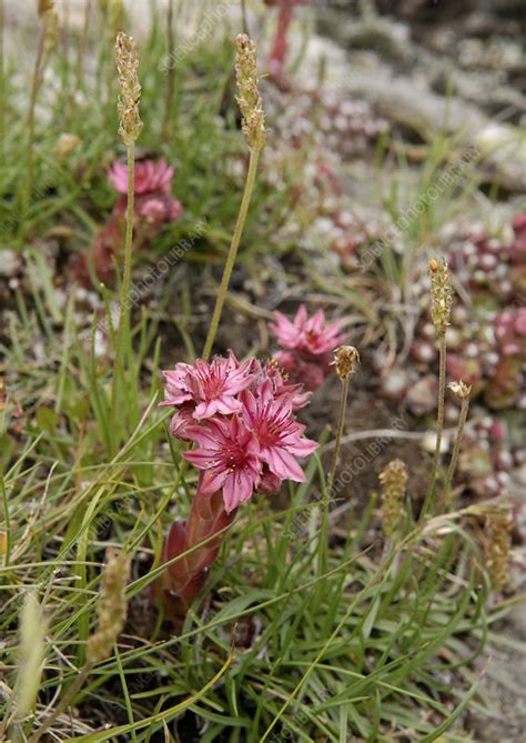 We often get asked how do our succulents have such good colours and it is because we keep our succulents in this way. Alpine Succulent Flowering - Stock Image - C003/8169 ...