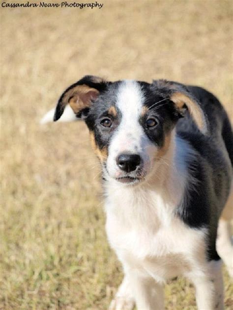 8 grooming tips for short haired border collies. Pin on Cute Baby Animals