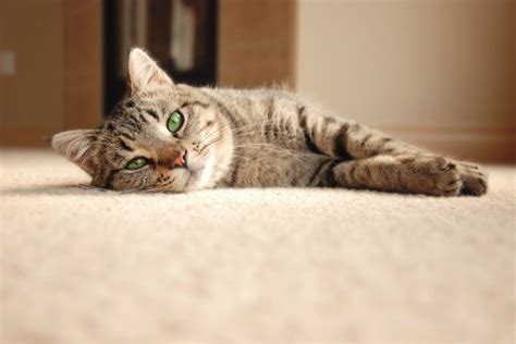 Removing Pet Stains From Carpet Thriftyfun