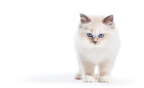 Ragdoll Cat Images Free Vectors Stock Photos And Psd