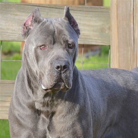 Cane Corso With Ears Cropped Bleumoonproductions