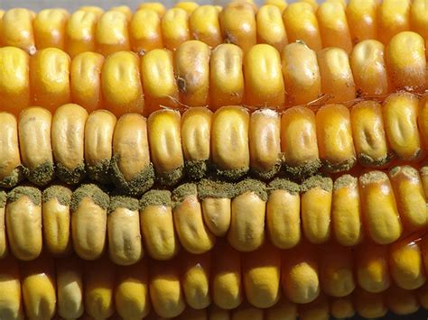 Nebraska Corn Ear Rot Diseases Developing In Some Fields Agfax