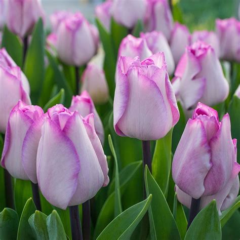 New Tulip Varieties White Flower Farm