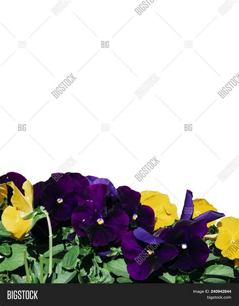 Group Viola Tricolor Image And Photo Free Trial Bigstock