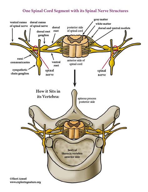 Spinal Cord Nerve Anatomy Diagram