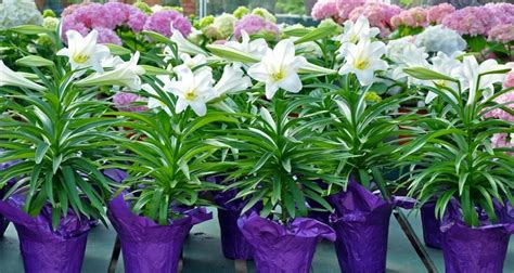Transplanting Lilies From Pots To The Garden