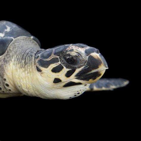 Hawksbill Turtle Facts And Photos
