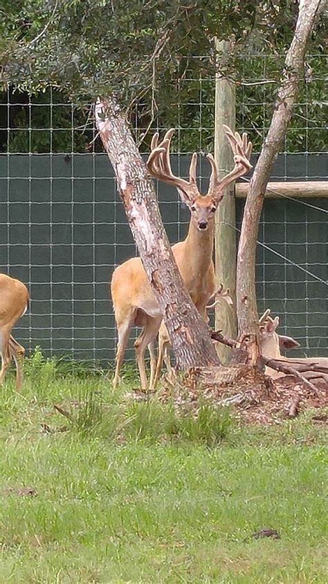 Florida Whitetail Deer Breeders Bdrl Whitetails