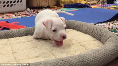 Check spelling or type a new query. Boxer puppy with no front legs loves his adopter owners | Daily Mail Online