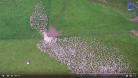 Ewe Need To See This Drone Captures Incredible Footage Of Sheep Being