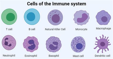 Cells Of Immune System Types And Examples