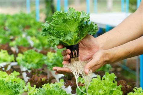 The Best Beginners Guide On Hydroponics Grow Food Guide