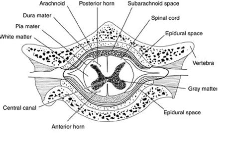 Spinal cord infarction (also known as a spinal stroke) refers to the death of nervous tissue, which results from an interruption of the arterial supply. Thesis on ependymomas in the spinal cord for the School of ...