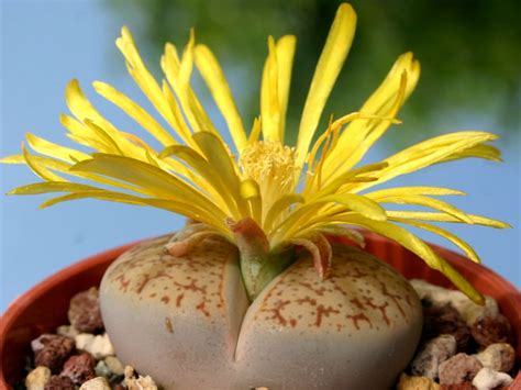 The saguaro cactus grows as a column at a very slow rate, with all growth occurring at the tip, or by 70 years of age, a saguaro cactus can reach 6 and a half feet tall, and will finally start to. Lithops pseudotruncatella - Truncate Living Stone | World ...