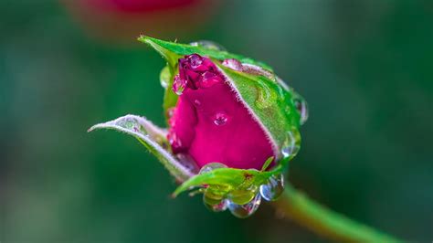 Rose Bud Green Rose Water Drops Flower Bud Pink Hd Wallpaper