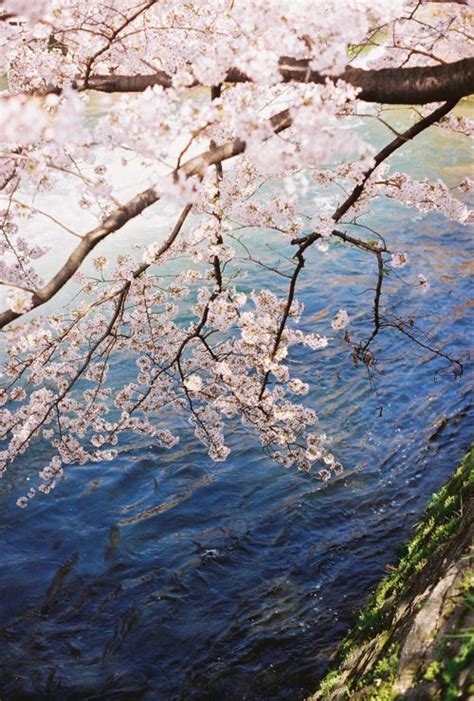 Wallpaper Japan Garden Branch Cherry Blossom Nikon
