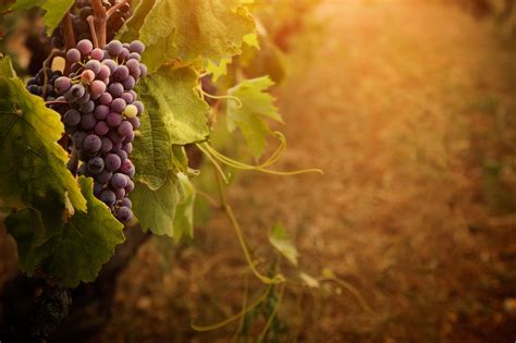 Grape Vine Wallpapers Top Free Grape Vine Backgrounds Wallpaperaccess