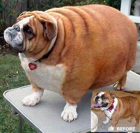 Nickstoneblog 20 Amazing Yet Extremely Fat Animals