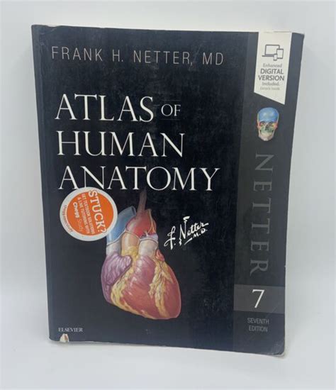 Atlas Of Human Anatomy By Frank Netter 2018 Paperback For Sale