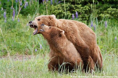 Brown Bears Mating Grizzly Bear Bear Brown Bear