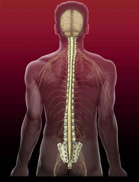 Spinal Cord Spinal Cord