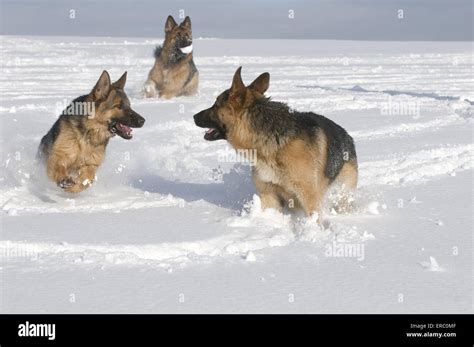 German Shepherds Hi Res Stock Photography And Images Alamy