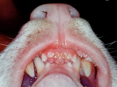 The cat vomits, then continues to eject the contents of the stomach through the mouth, bringing up a frothy, clear fluid. Dental Disease in Cats | VCA Animal Hospital