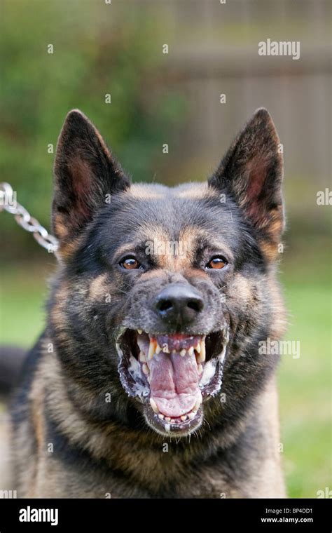 Are German Shepherds Considered Aggressive