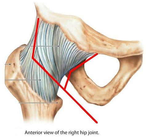 Acetabulofemoral Joint Hip Joint And Injury Flashcards Quizlet