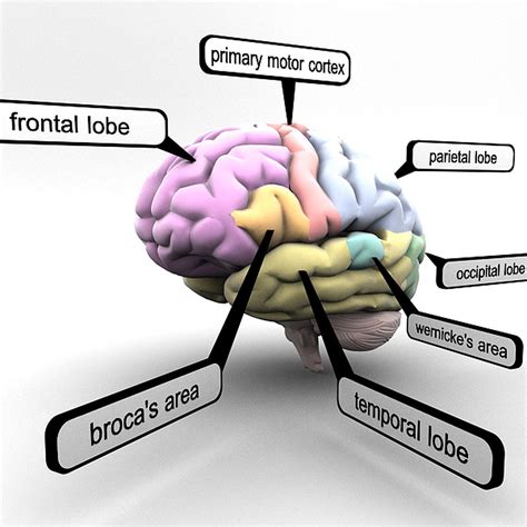 Brain Lobes Regions Educational Brain Lobes Brain Models Brain Parts