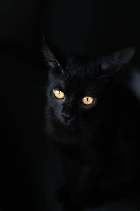 Black Cat With Yellow Eyes · Free Stock Photo