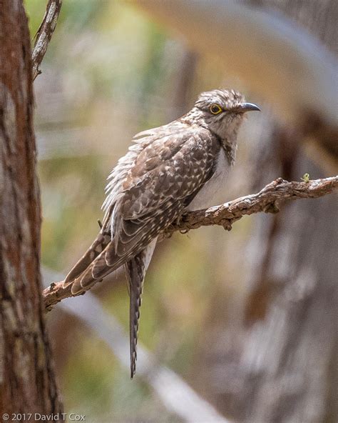 Pallid Cuckoo Female Wereboldera State Conservation Area Tumut Dave