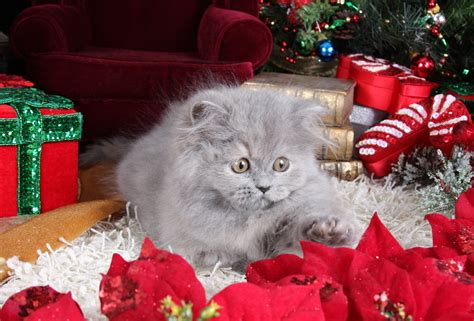 Blue kittens often called grey feature a beautiful solid coat ranging from a light pastel blue to a deep slate grey. Blue Persian Kittens Photo GalleryPre-Loved Persian ...