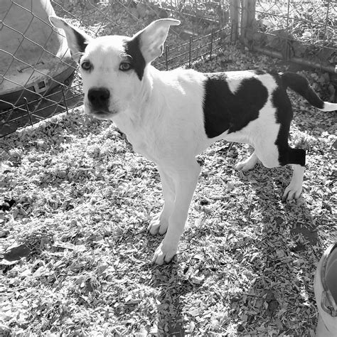 Tall Tails Rescue and Transport - PNW Rescue Dogs | Olympia WA