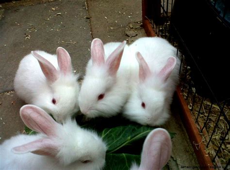 White Baby Bunnies For Sale Amazing Wallpapers