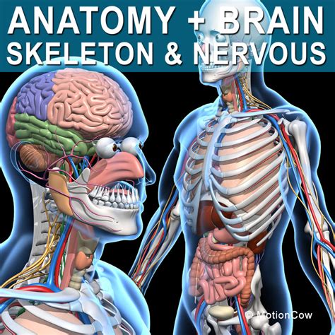 Typical elements are easily identified and help in understanding the structure. 3d model human anatomy nervous systems
