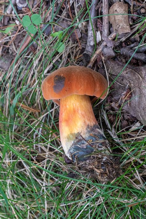 Boletus Subluridellus By Richard Jacob Western Pennsylvania Mushroom