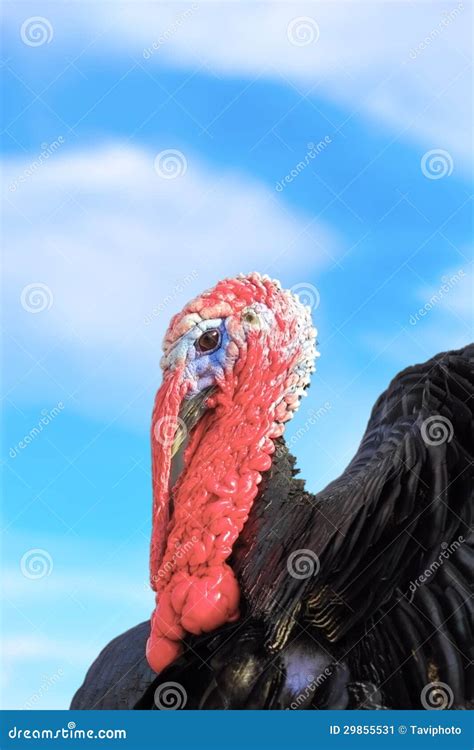 Big Turkey Over The Sky Stock Image Image Of Avian Gamebird 29855531