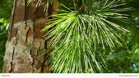 Close Up Of Pine Tree Leaves 1 Stock Video Footage 8938568