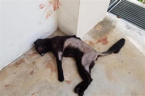 Dead Cat Found At Yishun Void Deck Abuse Suspected Singapore News
