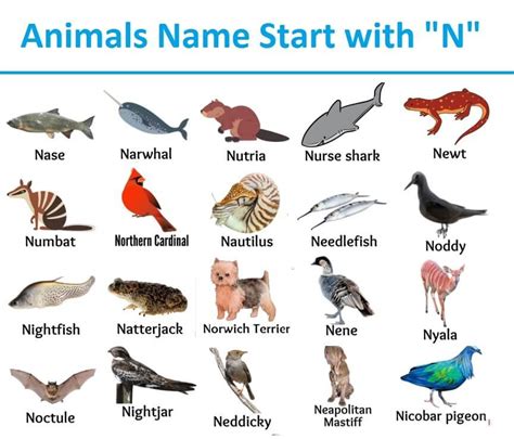 N For Animal Names Animal Name Start With N Alphabet