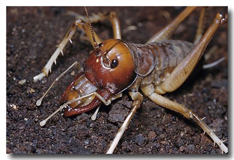 Giant King Cricket Lochman Transparencieslochman Transparencies