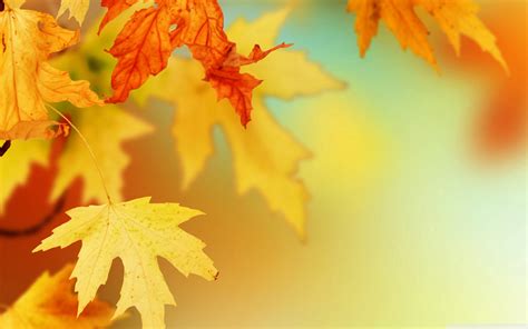Autumn Leaves Wallpaper Awesome Natural Autumn Leaves