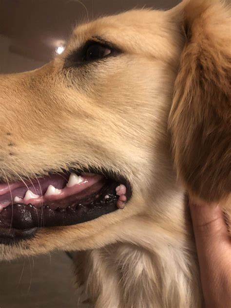 Bumps On Mouth Golden Retriever Dog Forums