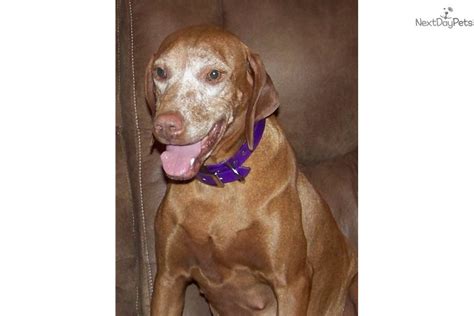 The mission of vizsla rescue of texas (vrt) is to retrieve and rescue purebred vizslas from shelters, homes, or other situations. Blue: Vizsla puppy for sale near Victoria, Texas ...