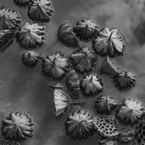 Lotus Pods 3 12x12 — Calloway Fine Art And Consulting