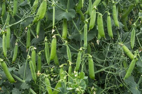 Soil that is too cold and wet may cause peas to rot instead of sprout. Growing Peas » Top Tips to Grow Like a Farmer